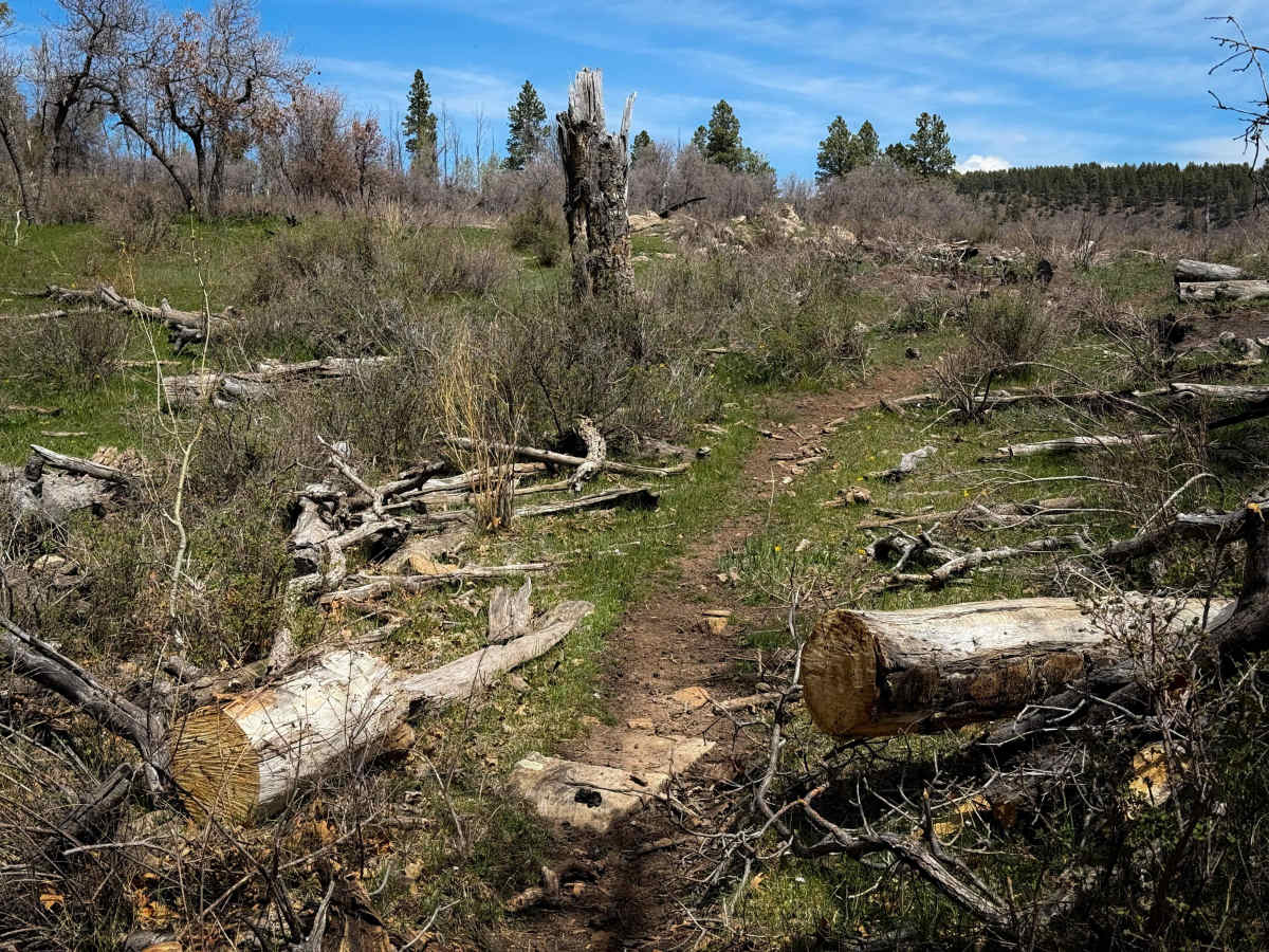 Trust Lands Singletrack (South)  trail photo