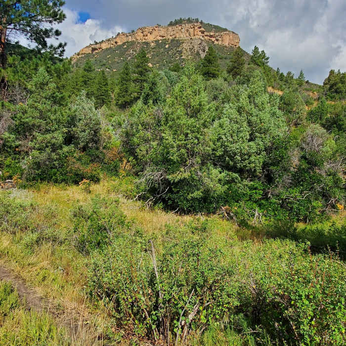 Near Perins Peak Trail