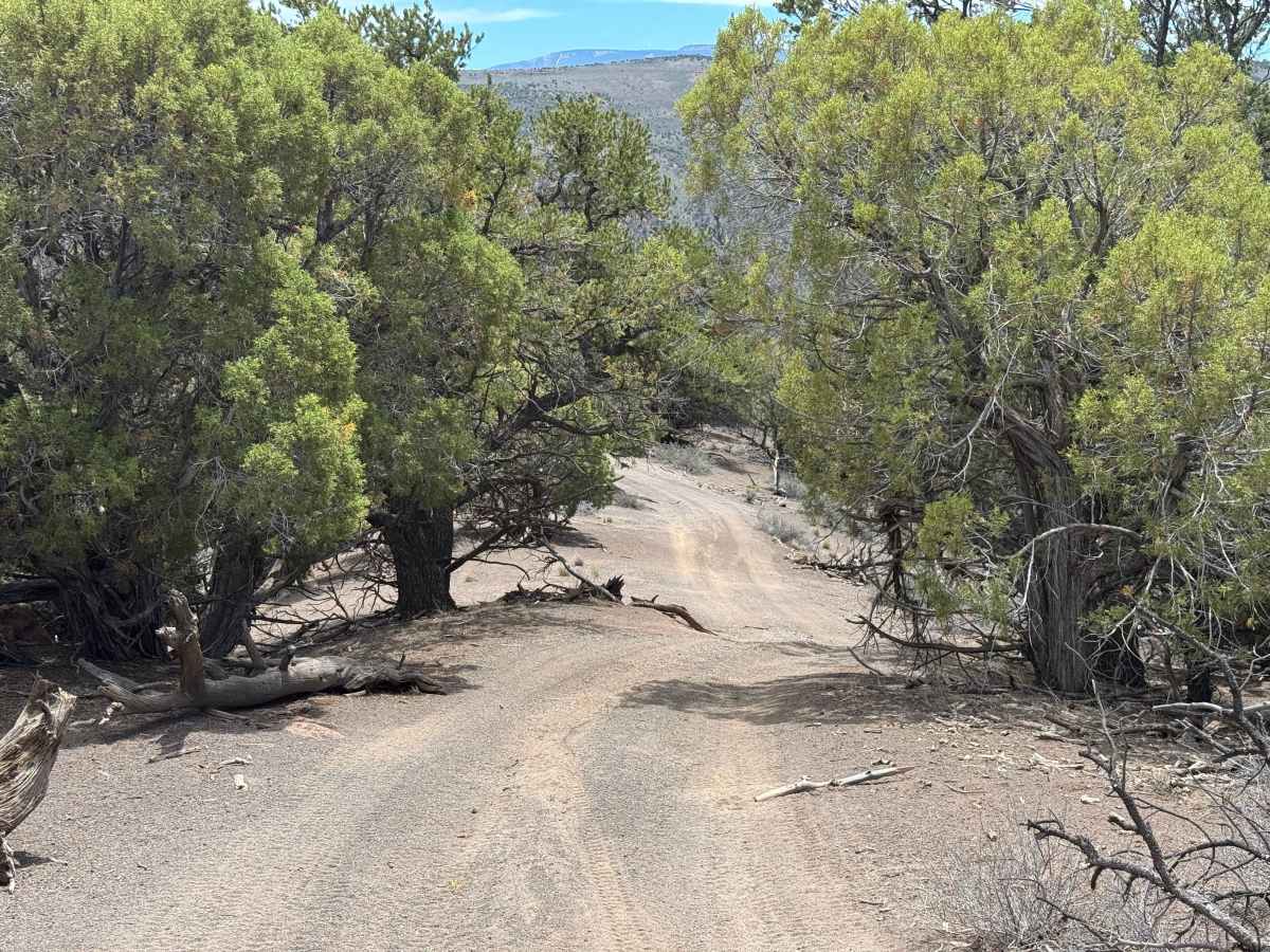 BLM 8466 trail photo