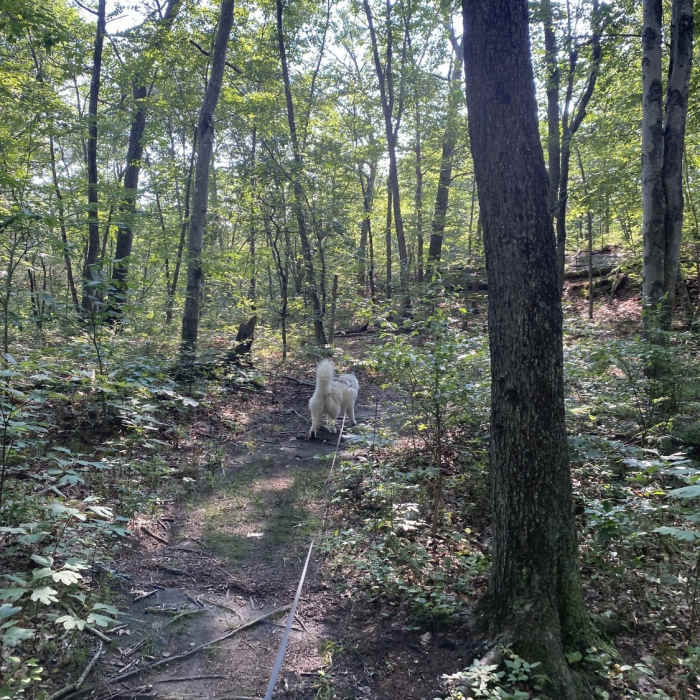 A dog hiking along the trail. Near Maples Farm Outer Loop