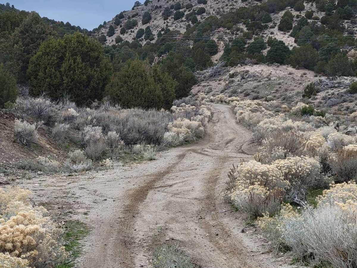 Pinyon Creek photo 4
