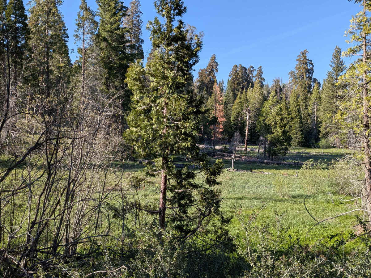 Redwood Meadow - FS 22S13 photo 5