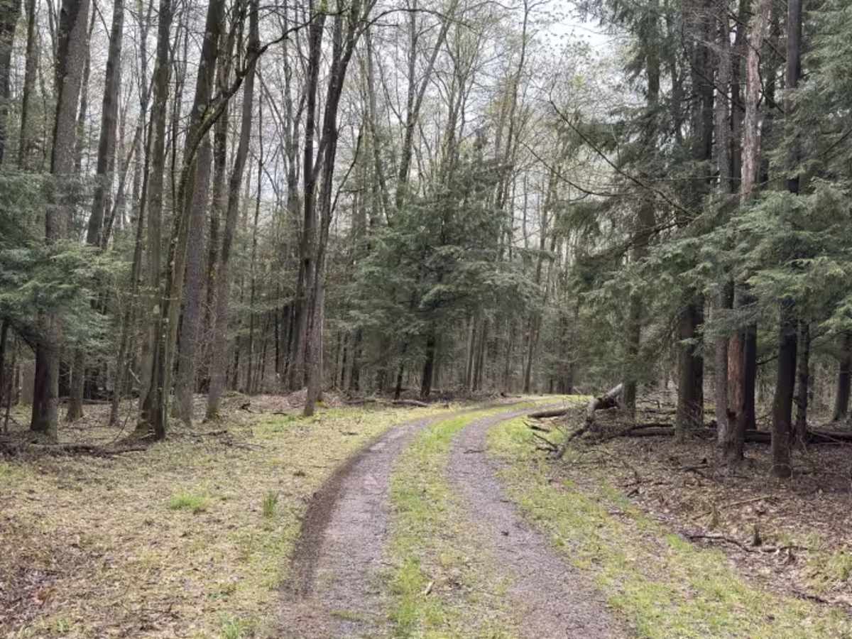 Gusher Plank - FS 256 trail photo
