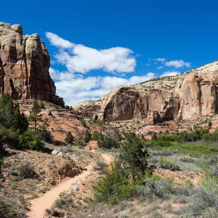 Near Lower Calf Creek Falls Trail