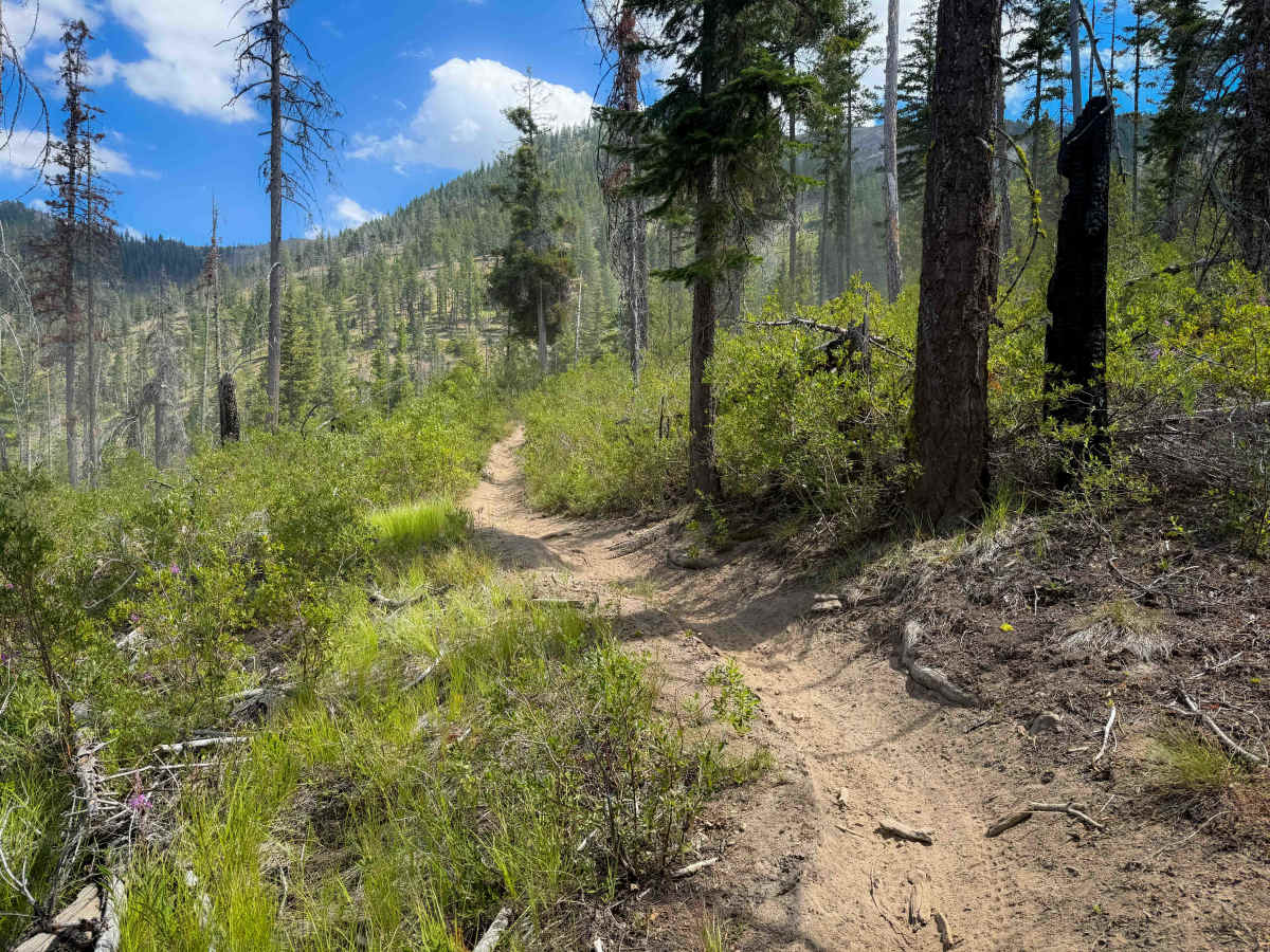 Tronsen Meadows - FS 1205 photo 6