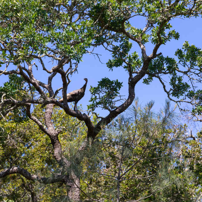 Near Madrone Canyon Trail