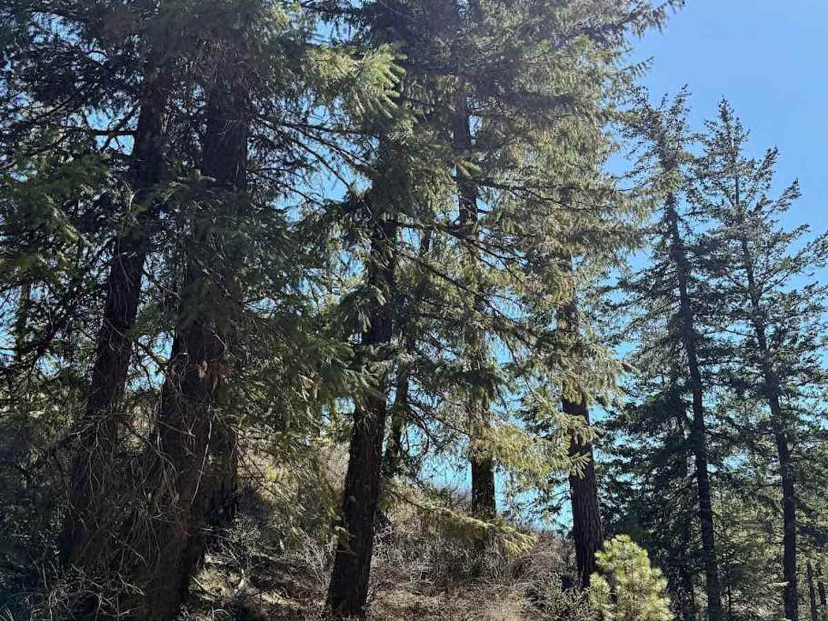 Dawson Canyon Road photo 4