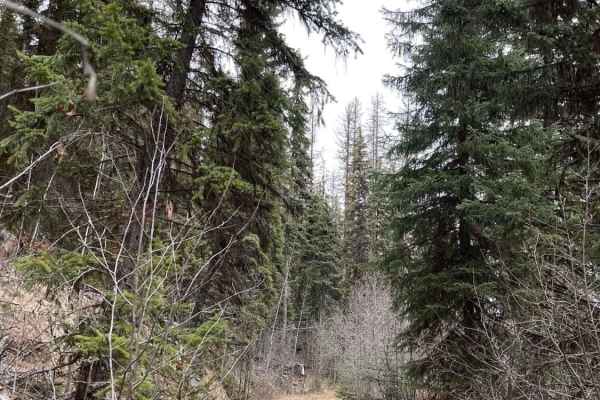 Edwin Lakes Road