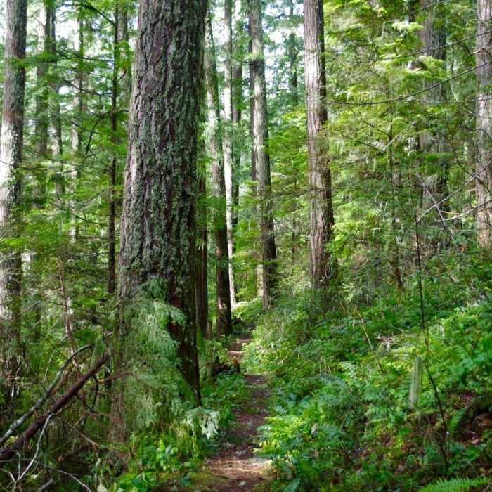 Still Creek Trail connects Camp Creek to Still Creek and is a short, fun hike. Photo by John Sparks. Near Still Creek Trail #780