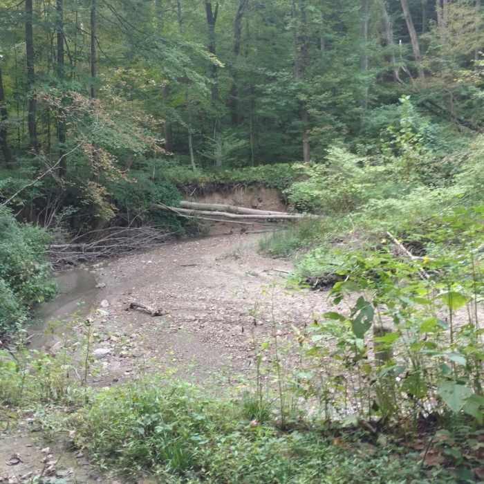 Near Adam Run Trail