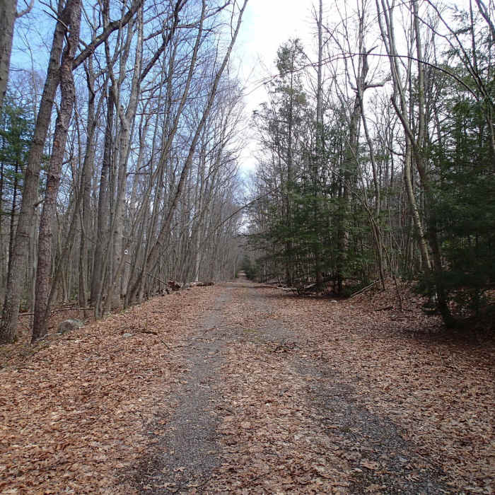 Red Maple Trail follows a forest road part of the way Near South Stokes Loop