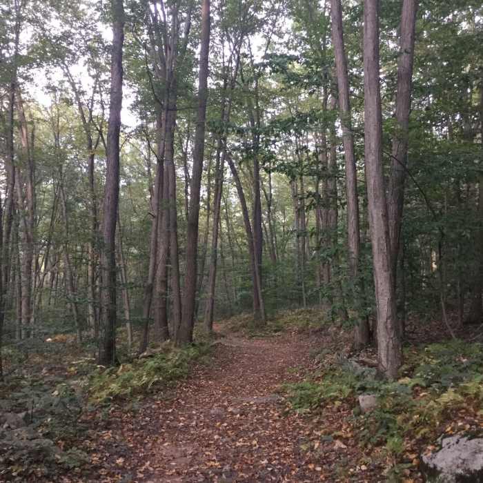 wide trail through the forest Near Point Mountain Reservation - North to South