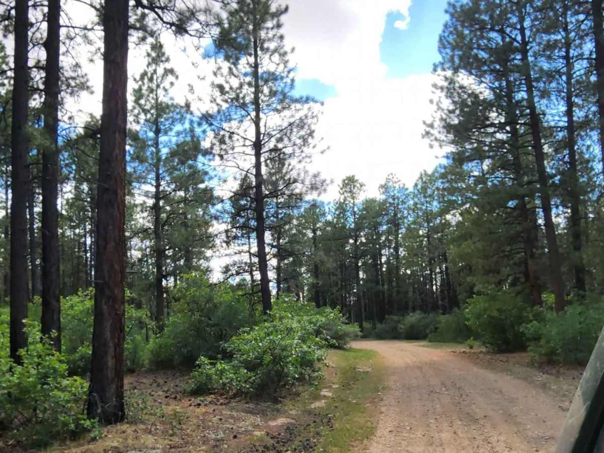 Cabin Rim Road photo 4