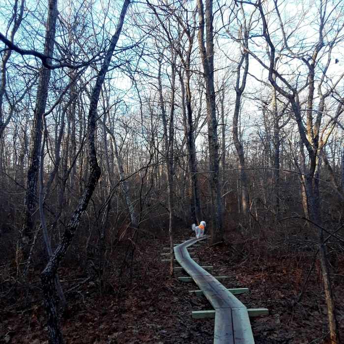 Jack scouting out the plank path. Near Woody Hill Loop