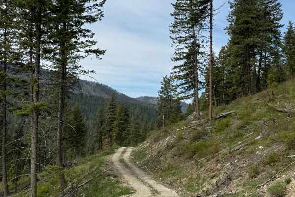 Tamarack Spring Trail