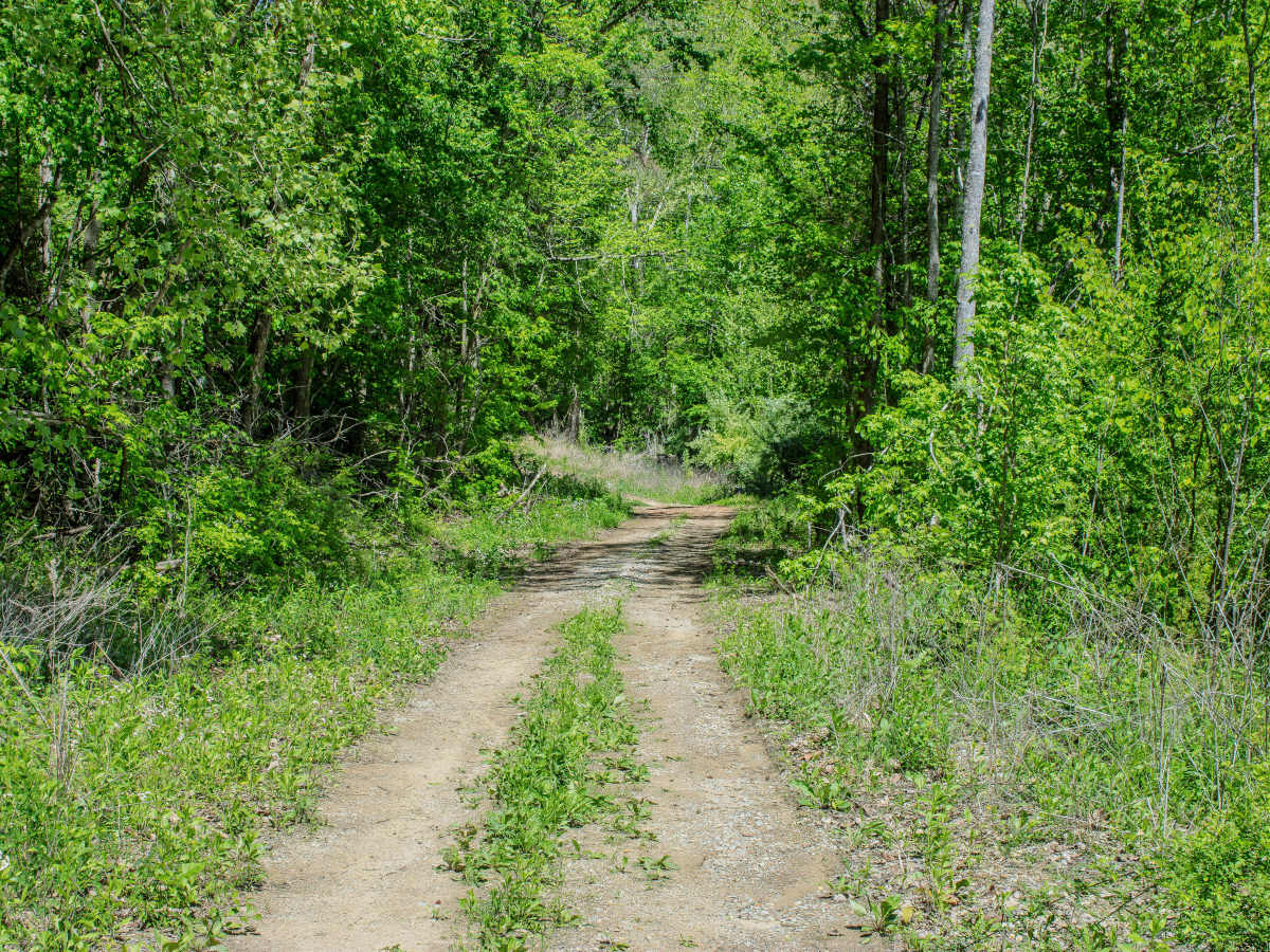 RBS19  photo 3