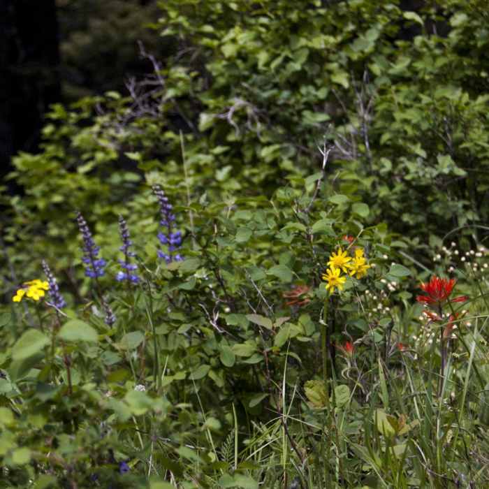Near Chestnut Mountain