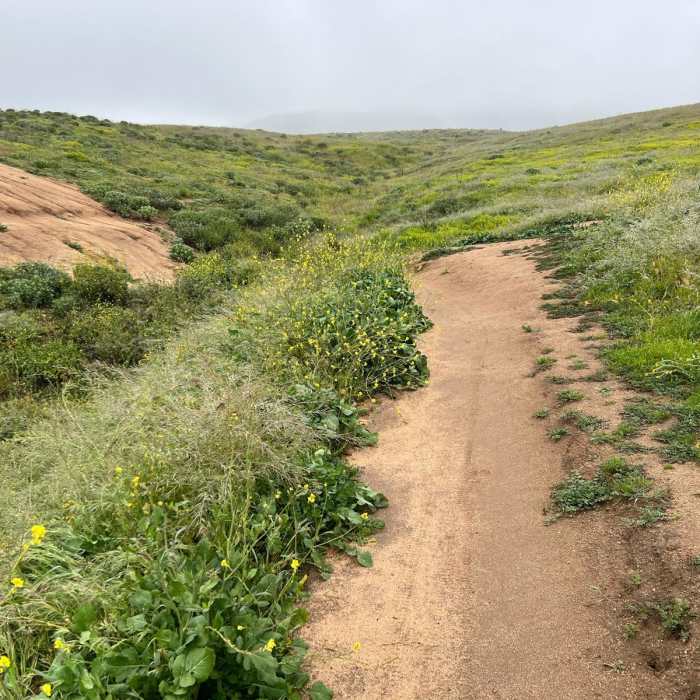 Near Sycamore Canyon