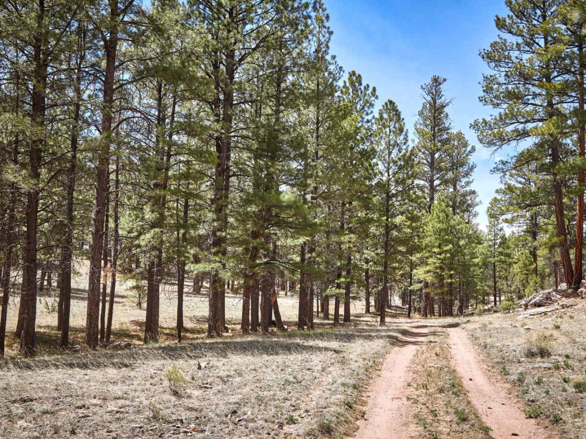 Dry Runoff Track (2762) photo 6