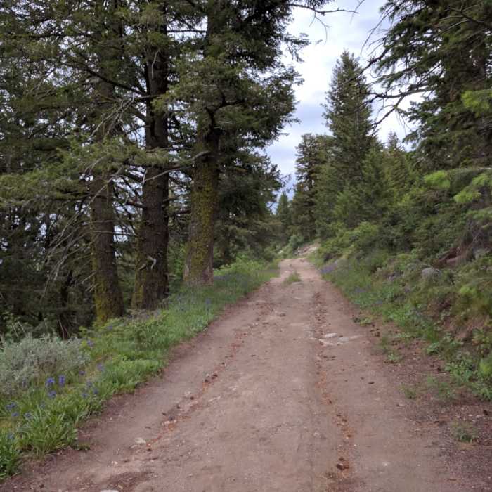 Near Elk Meadows