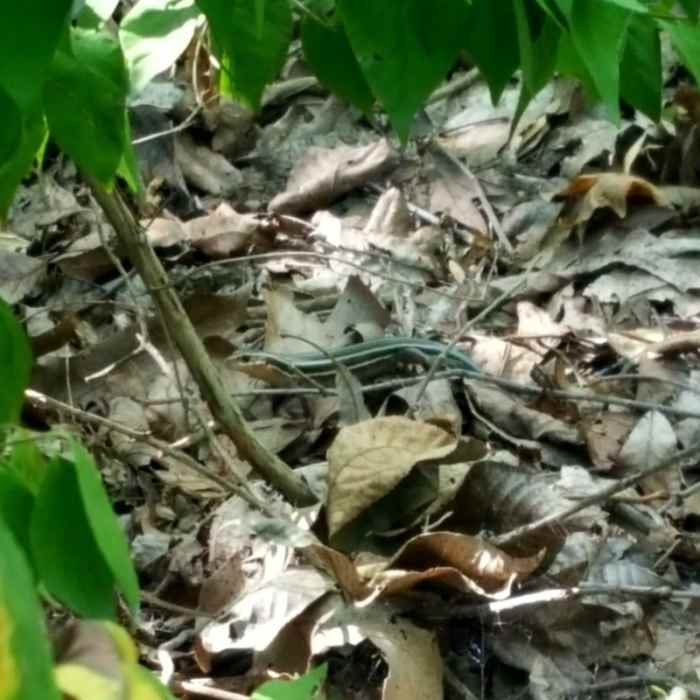 A five-lined skink hanging out along the trail. Near Castlewood State Park Loop