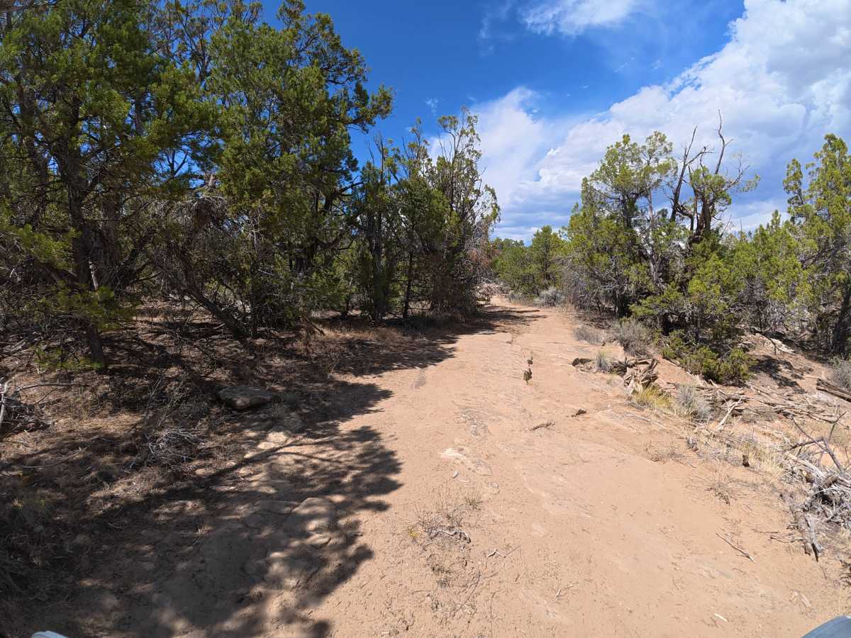 BLM 289 photo 6