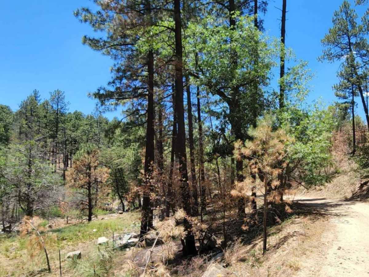 Hassayampa Creek photo 2