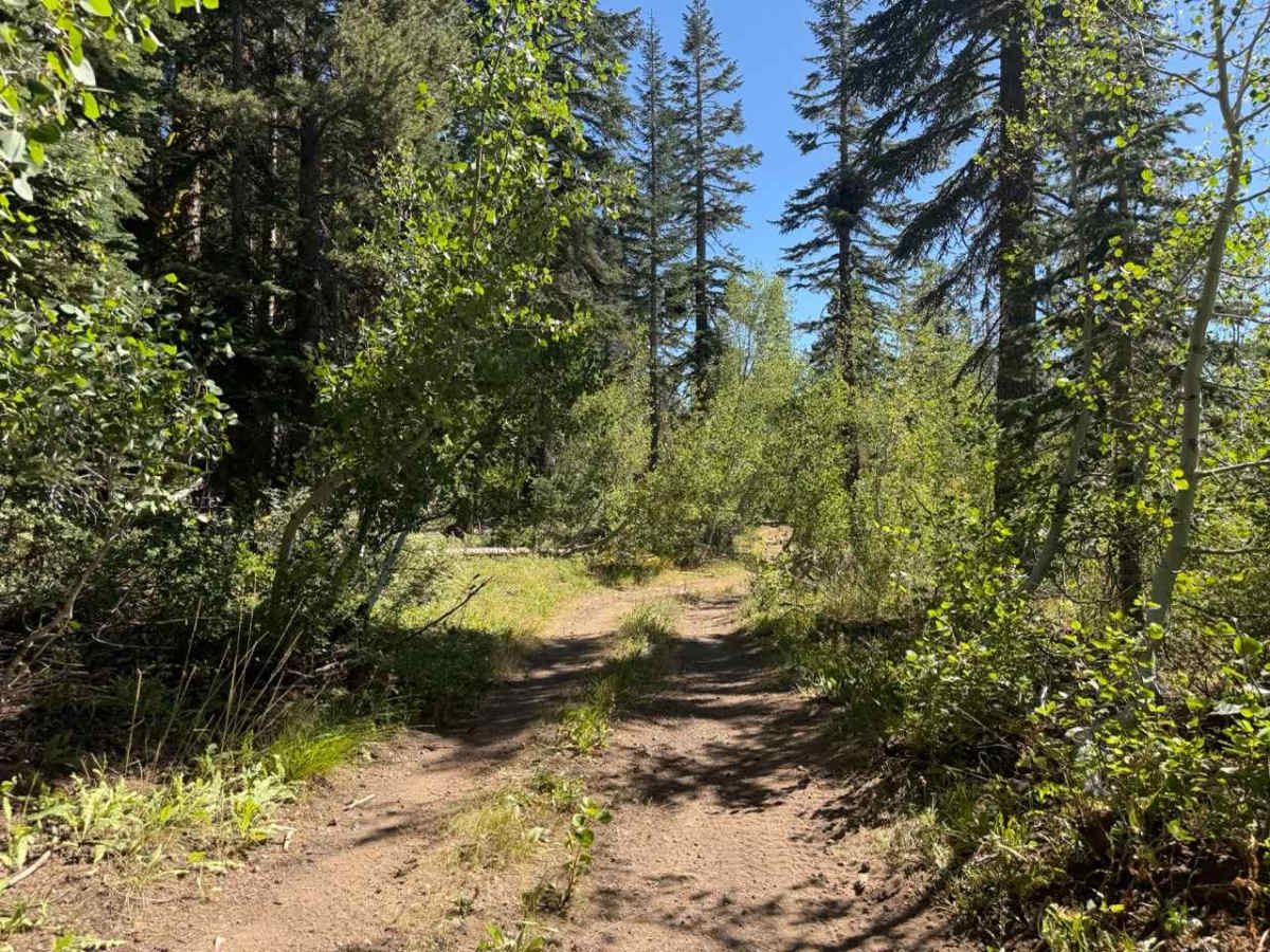 Tamarack Road - FS 31097 photo 2