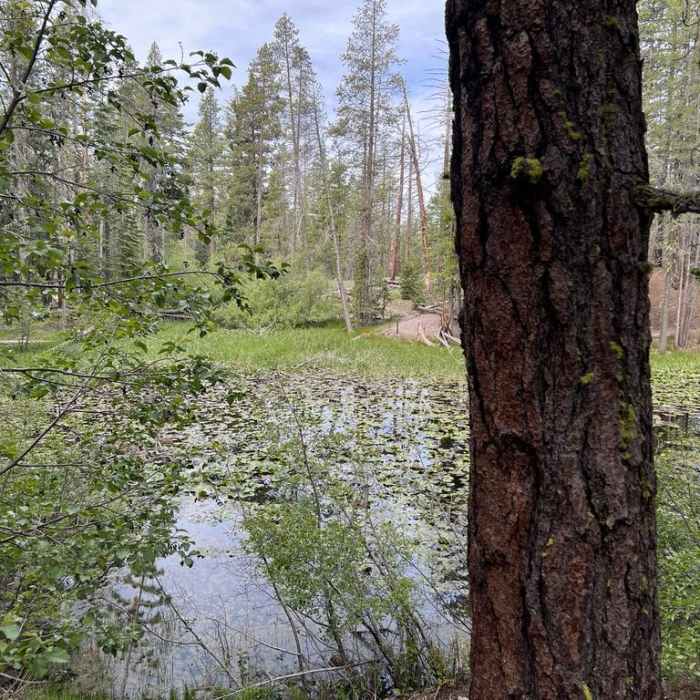 Near Reflection Lake and Lily Pond