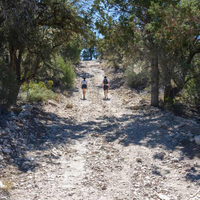 Near Cougar Crest Trail Near Cougar Crest Trail