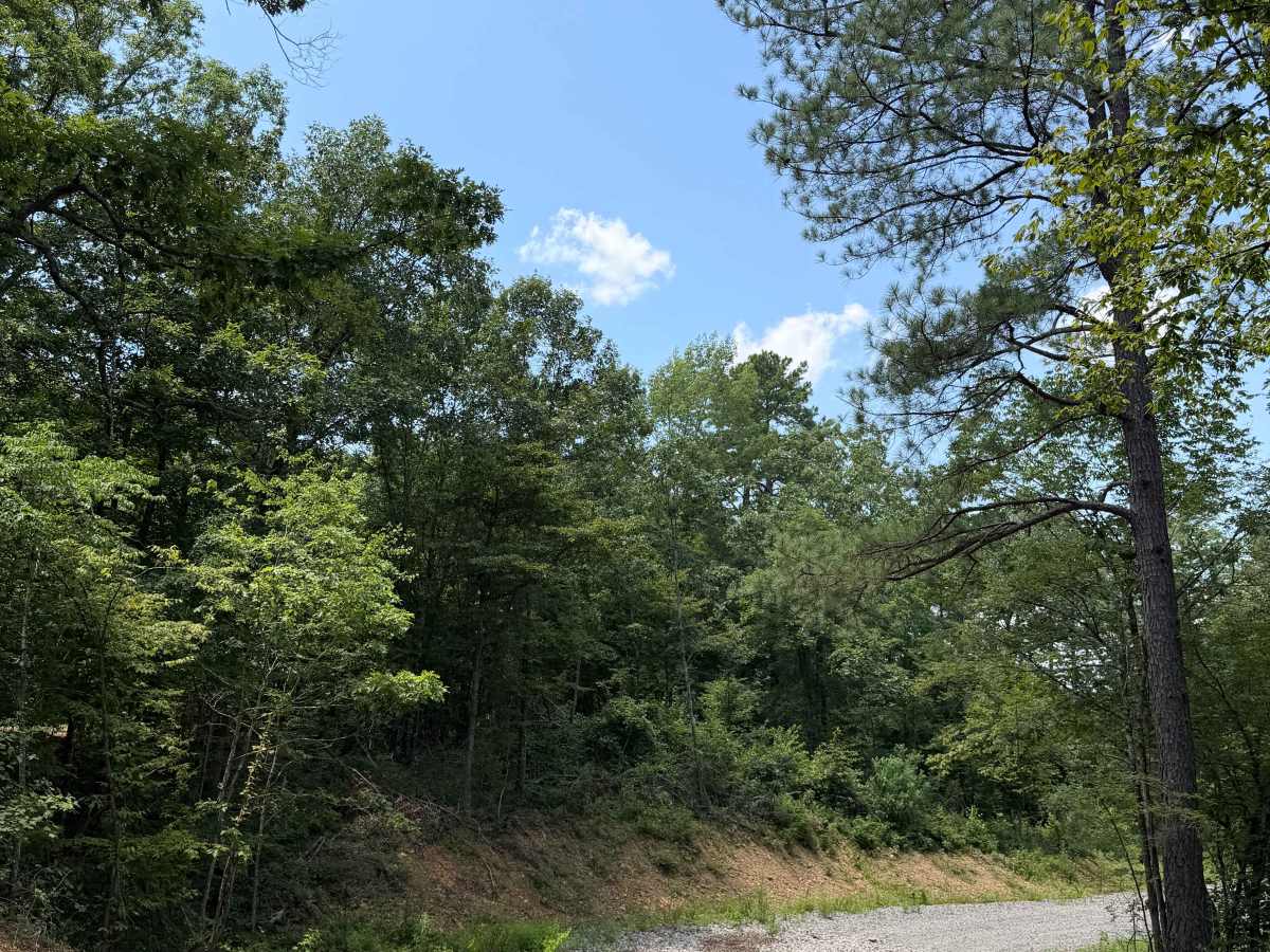 West Fork Camp Road photo 3