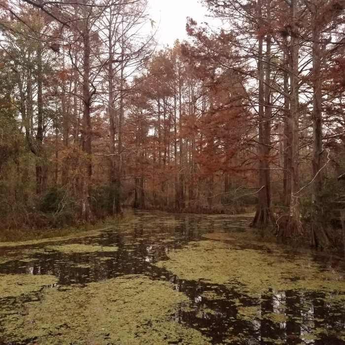 Near Northlake Nature Center Loops