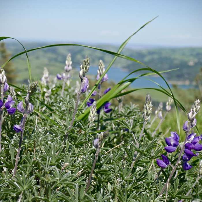Near Seaview Trail to Inspiration Point