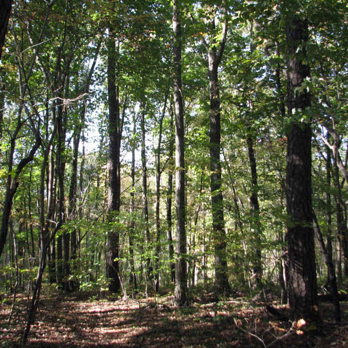 Trees at TLC Flower Hill. Near Flower Hill Trail