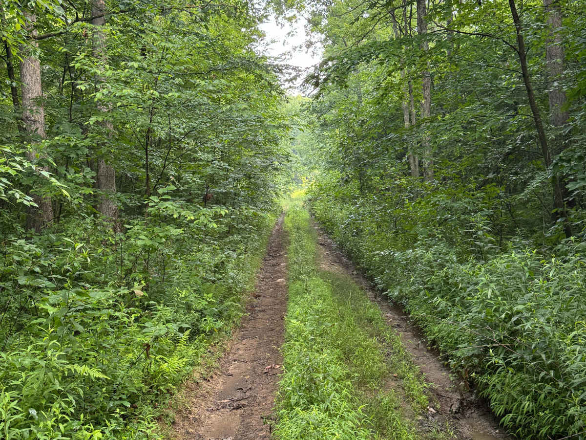 Trail 50 photo 4