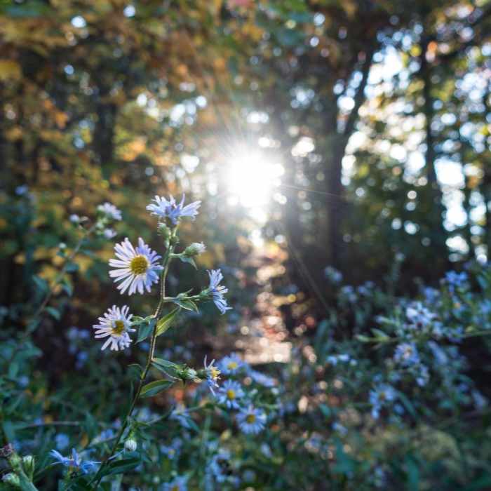 Near Yonah Mountain Near Yonah Mountain