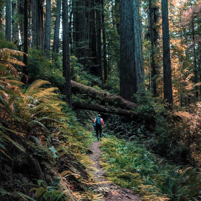 Near James Irvine to Fern Canyon