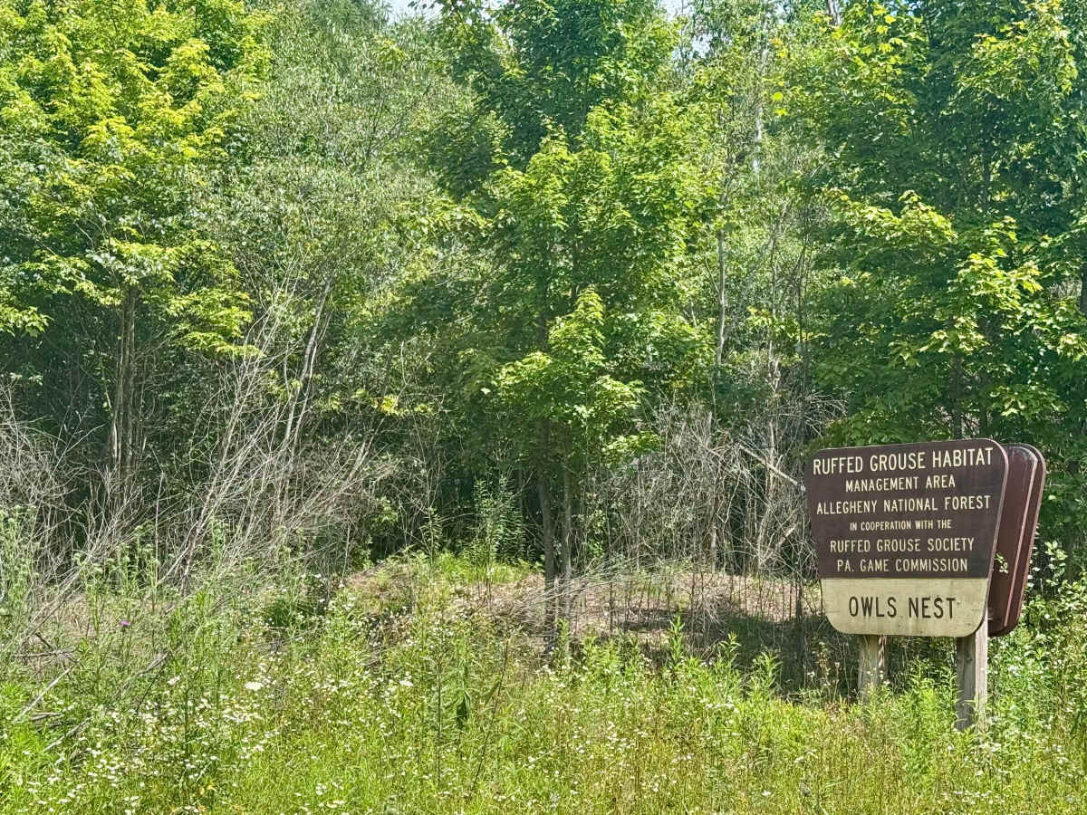 Owls Nest Road - FS 136 trail photo
