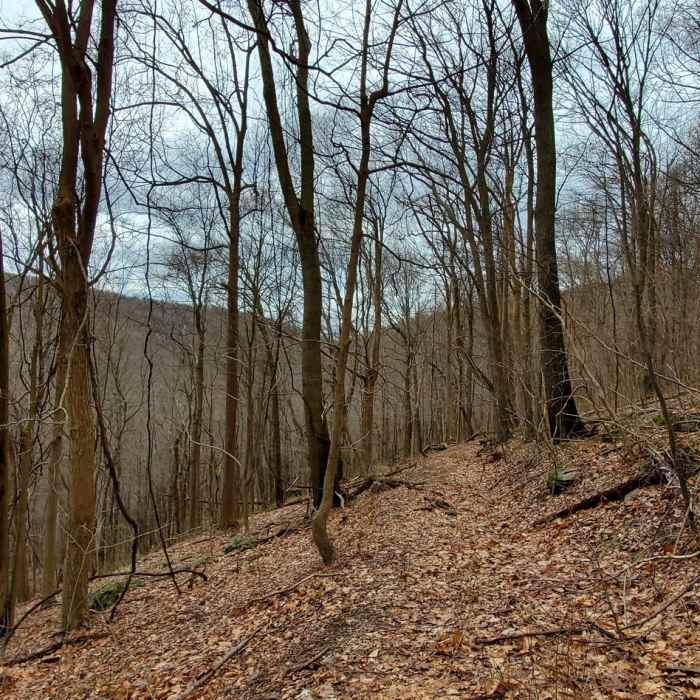 Near Maidenfoot Trail