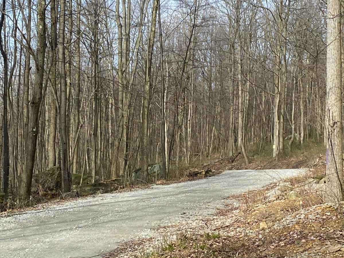Greenlick Hollow photo 5