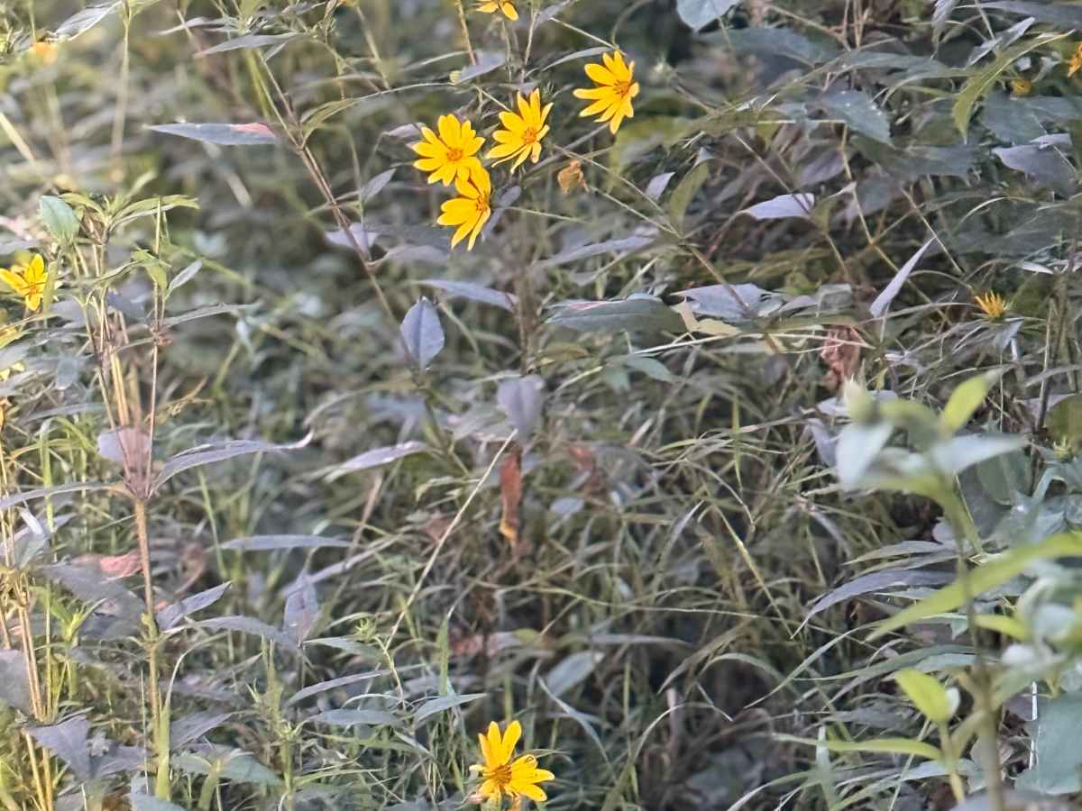 Rec Trail trail photo