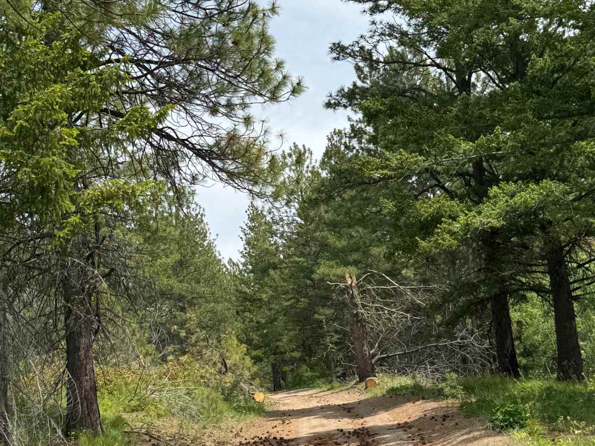 Goat Mountain Road - FS 8140-145 photo 6