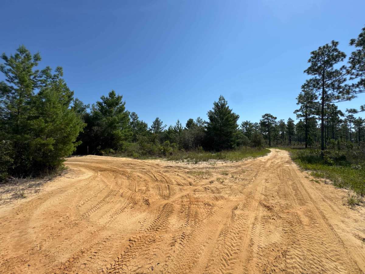 Ocala National Forest Road 58 photo 6