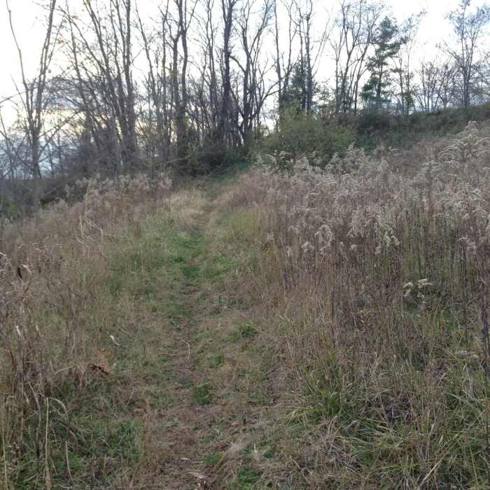 A grassy area at the top of the hillside of Glendale Trail before descending. Near Glendale Trail