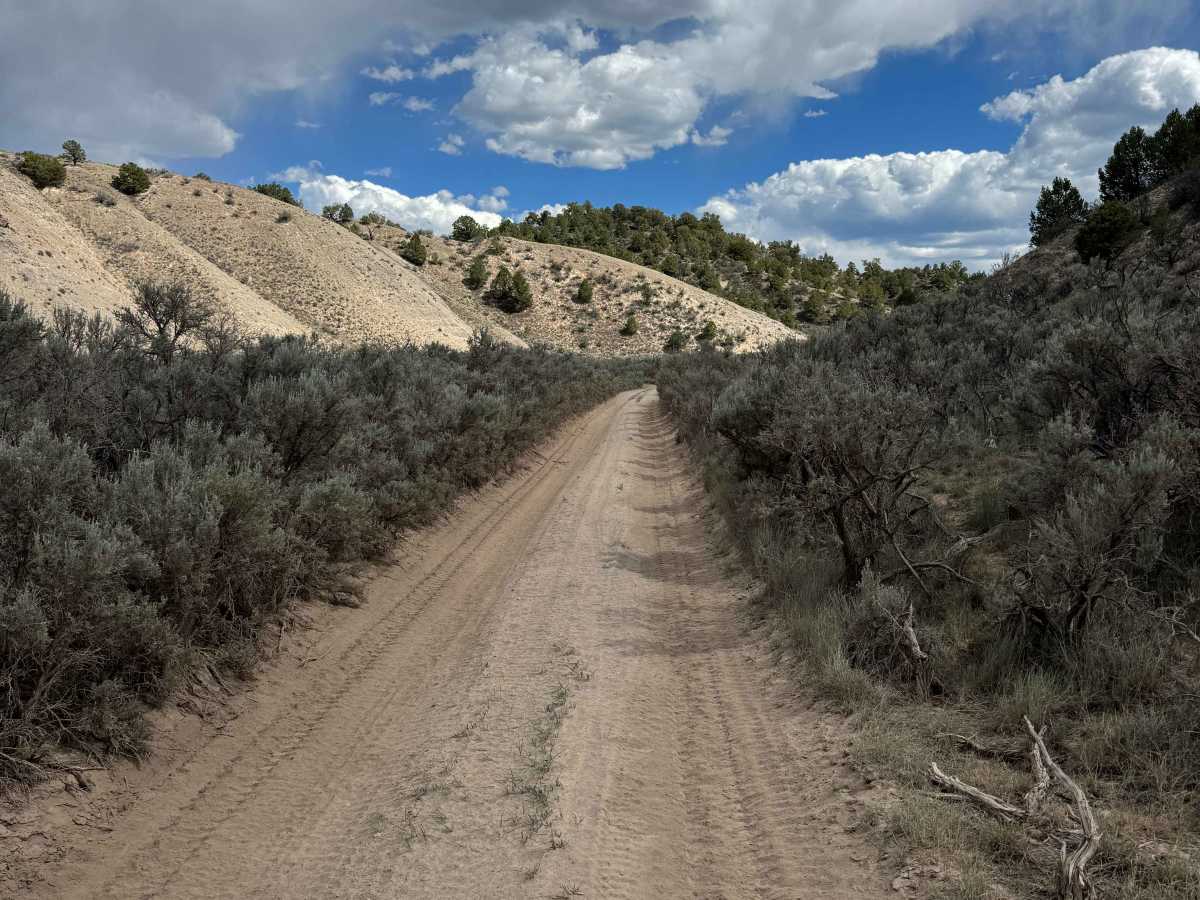 BLM 8461 photo 3