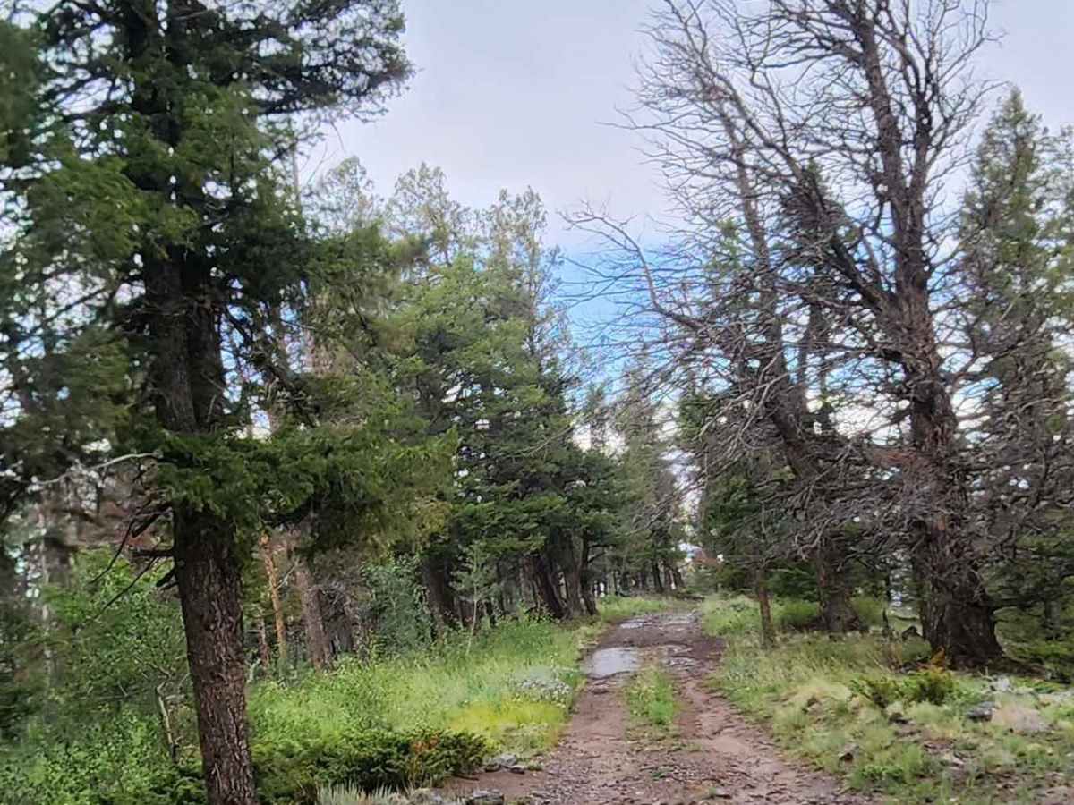 Deep Gulch Road photo 5