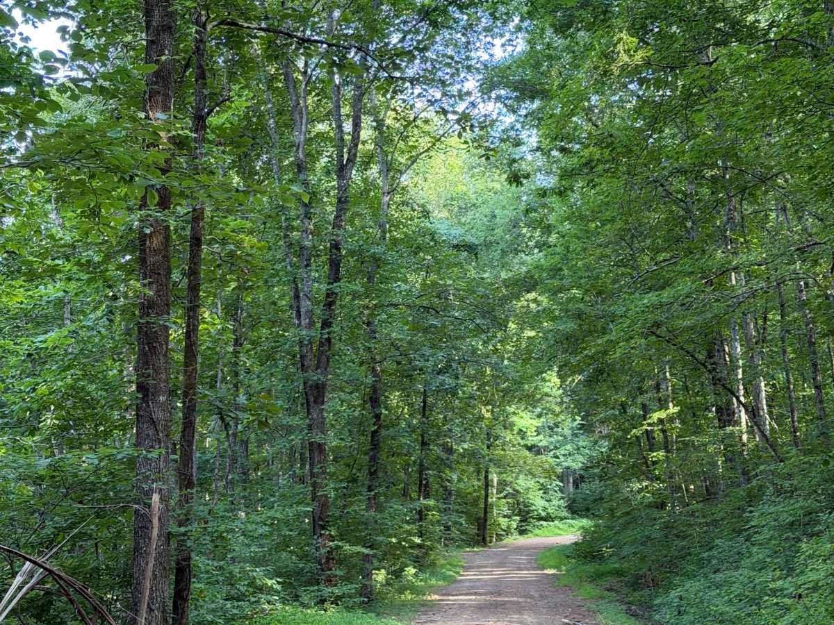 East Fork Bypass photo 6