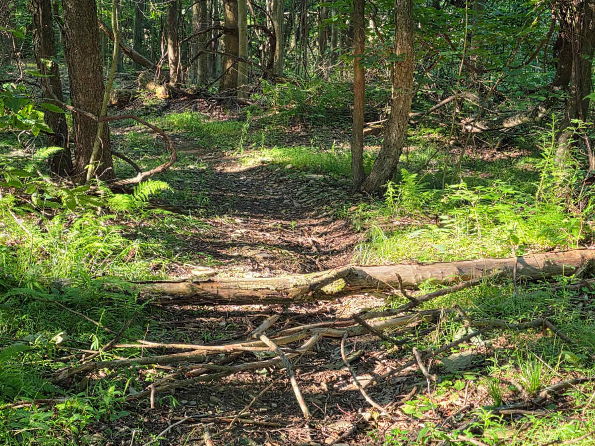 Single Track C2 photo 5