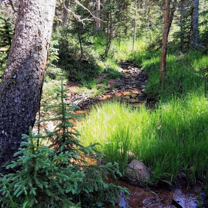 Near Nelson's Trail (#672)