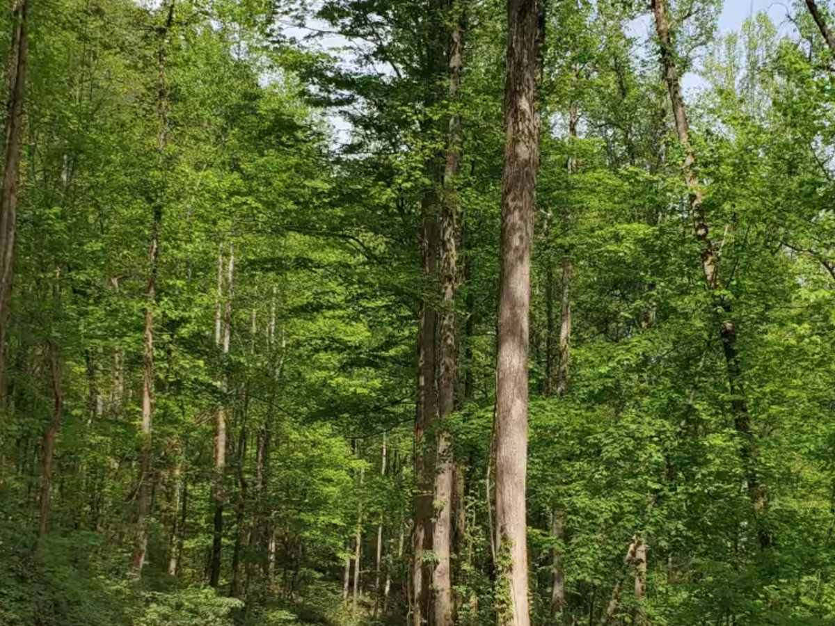 Beech Timber photo 3